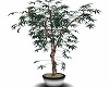 Steel Potted Green Acer