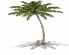 Nice Anim Palm Tree