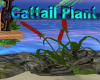 Cattail Plant