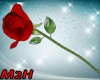 ~2~ Classic | Roses