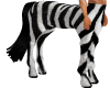Zebra Male Centaur