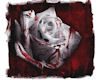 BN PICTURES ROSES
