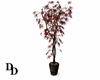 chinese red wood plant