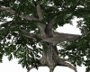 Tree With Platform