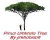Pinus Umbrela Tree