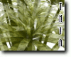 Translucent Grass