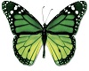 green butterfly pet