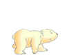 walking polar bear
