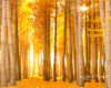 Orange Forest Background