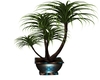 Lapavone Plant 1