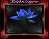 lotus blue plant