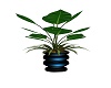 blue plant