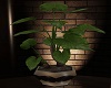[AW] Hero Plant