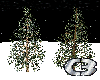 {CB} Pine Tree - Light