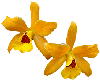 YELLOW ORCHID FLOWERS