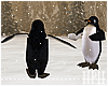 Penguins Playing Animat*