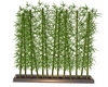 Bambou Plants