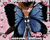 🎀 Butterfly wings