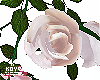 |< BMall Bride roses