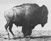 Running buffalo.