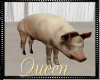 !Q Wedding Barn Pig