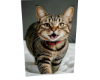 Cat 8
