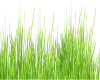 SE-Heart Wall Grass