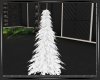 *Christmas White Pine
