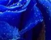 black with blue rose out