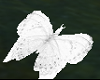 White Butterflies
