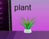 tinks plant