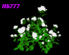 HB777 CBW Bush Roses Wht