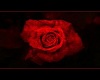 My loves Rose