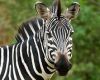 Ridable Zebra