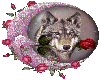 Wolf with rose