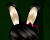 Black Bunny Ears