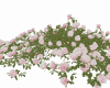 Roses Bush 1