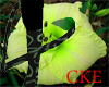 CKE Key Lime Tail