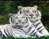 ! White Tigers !