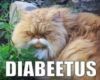 Diabeetus Cat