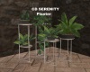 CD Serenity Planter