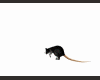 Running black rat