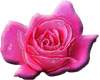 sticker -  3D rose