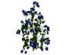 Dark Blue Flowering Bush