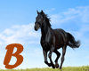 B* Black Horse Picture
