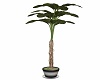 Steel Potted Ficus Tabac