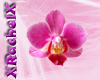 *RR* Phalaenopsis flower