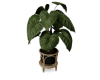 Homalomena Rubescens