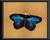 [xo]butterfly piercing