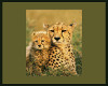 Cheetah  & Cub